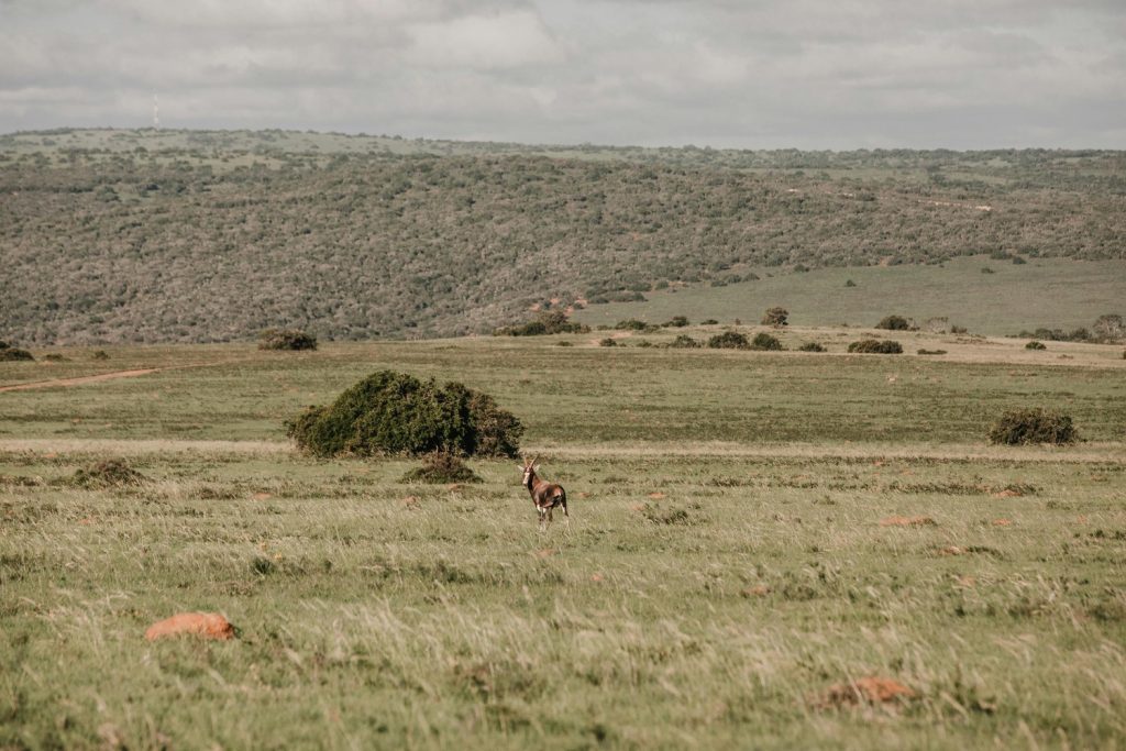 antelope souss massa national park morocco