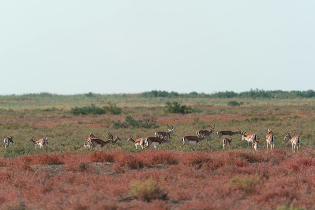 antelopes national park of souss-massa
