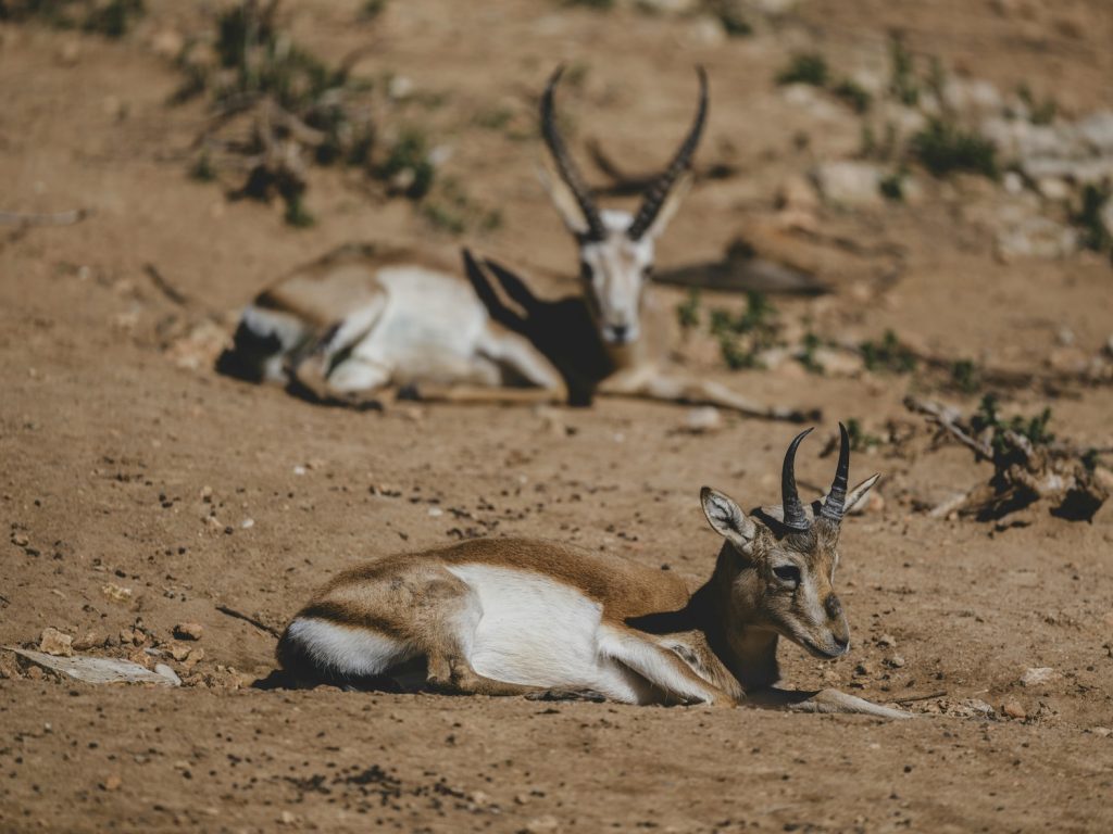 antelopes rokein reserve national park of souss massa