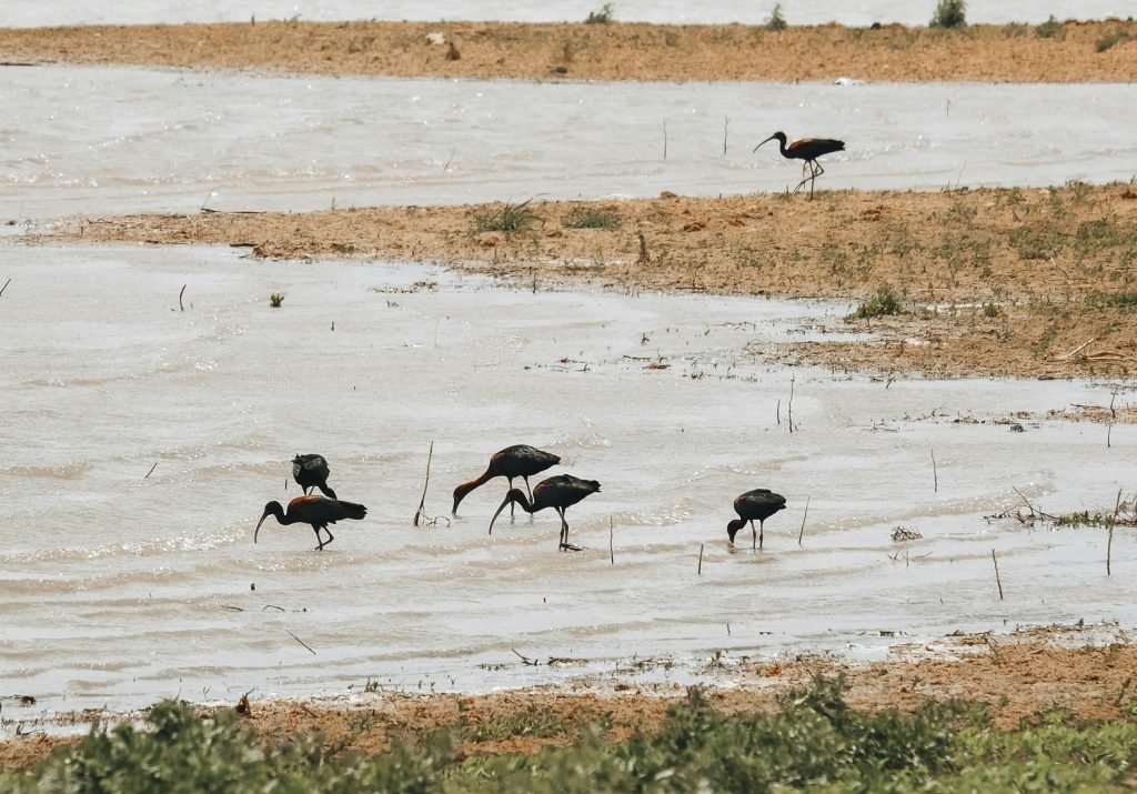 birdwatching ourais reserve morocco
