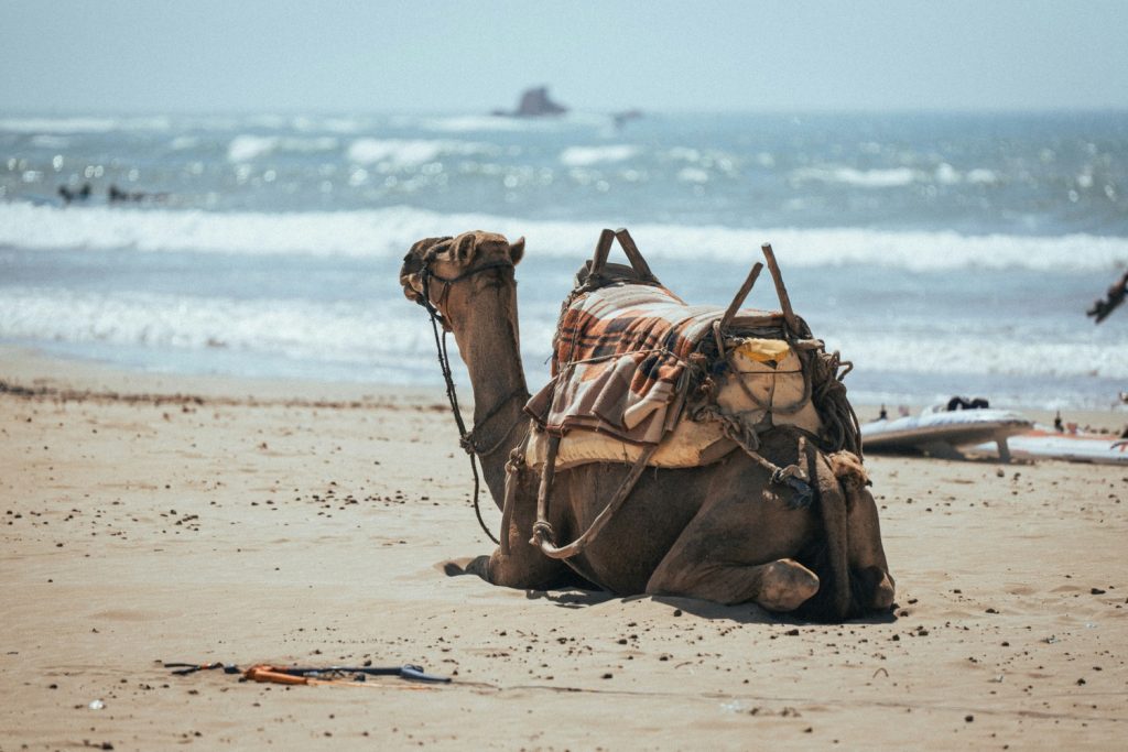 camel on the beach morocco