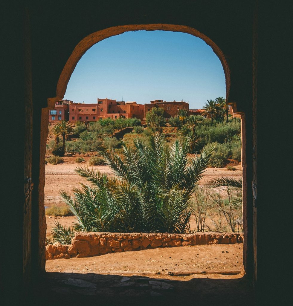 ouarzazate best view palm tree