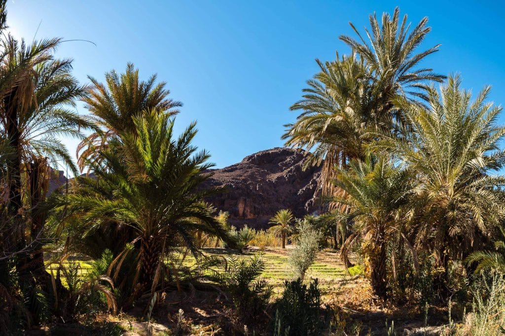 palm tree around fint